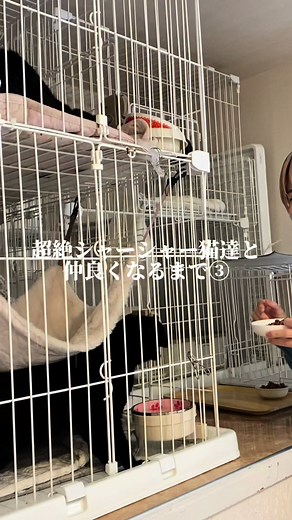 保護猫サロン CATLIVINGのご紹介