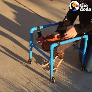 923K views · 5.5K shares | This little girl is teaching her rooster to walk again  | The Dodo | Facebook