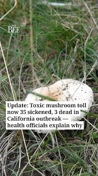 Toxic mushrooms sicken 35, kill 3 in California outbreak. ‘This hasn’t stopped’