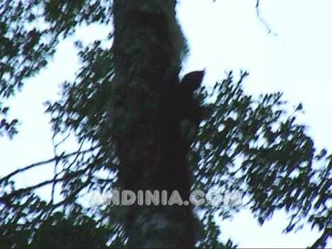 El pájaro carpintero (Campephilus magellanicus) - Magellanic Woodpecker