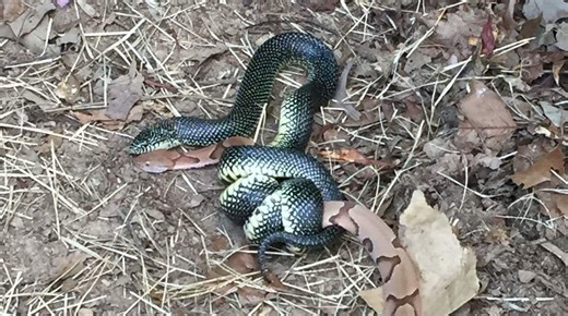 Speckled kingsnakes: Here's why they are the kings of snakes in Mississippi