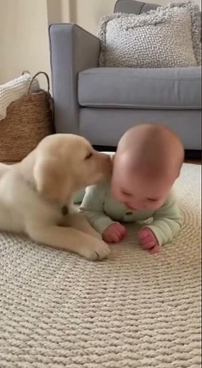 Cute puppies playing together 😍😍😍
