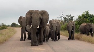 Hugest herd of elephants. What a privilege to be here, to hear their rumbles, to smell their aura, to witness their gentle beauty!!! Incredible🐘🐘🐘🥹✨️ | Wildfriends Africa
