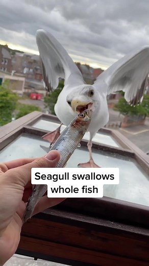 Feeding my pet seagull a whole fish to gain his trust… steven is so talented 🥺 #fyp #foryou #seagull