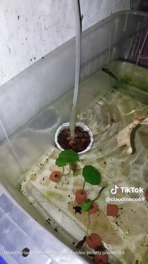 Aquarium Air Stone for Air Pump submersible #airstoneforfish #airstone