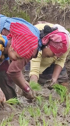 THAT SULA " IOH NEH I BUROM HEI RYNIENG IONG II🥰🌾🌾