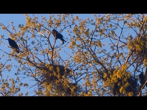 Inside A Busy Rook Nesting Tree... Chicks Calling 🪺🐦‍⬛🖤