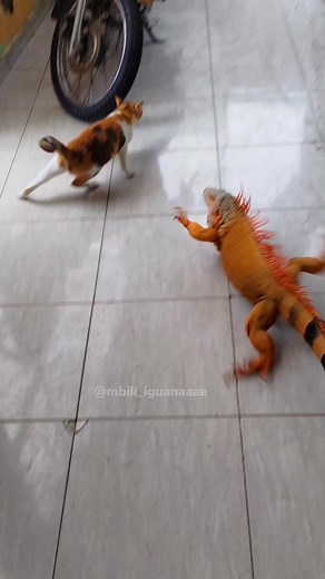 Ras Terkuat di Bumi, Iguana Oren yang Ekstotis!