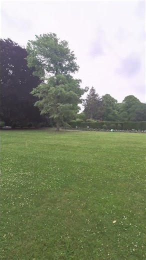 Purple Tree #tree #global #globalwarming #environment #naturesounds #nature #mountains #history