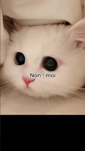 Bêtise de chat