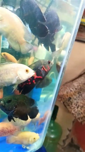 live fish feeding in Oscar fish