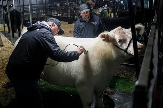 What to know about Farm Show 2025, including best days to go, new foods and cow hugging