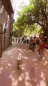 Dogs are God's messengers😭🦮.##instagram ##trending #viral #dogs | Bodybuilder Rocky 2