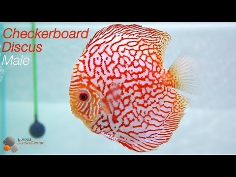 Checkerboard Pigeon Discus Male