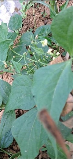 EASIEST WAYS FOR SUCESSFUL MULTIPLE CROPPING.