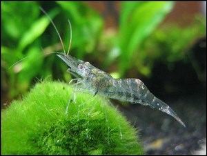 Palaemonetes paludosus ~ Ghost Shrimp | Glass Shrimp | Eastern Grass Shrimp ~ Detailed Wiki
