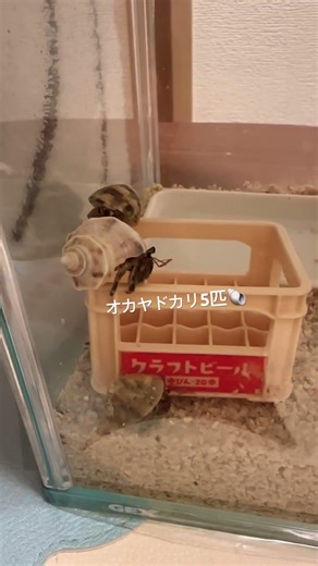 はじめまして𓂃❁⃘𓈒𓏸ゆるり飼育です。#オカヤドカリ#飼育