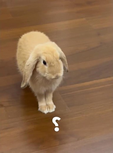 Bunnies are so cute when they get angry and stomp feet!#rabbit