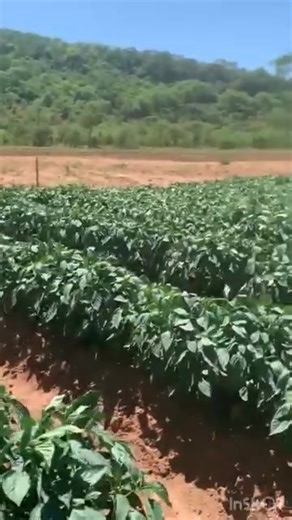 2K views · 47 reactions | Green pepper  | KAYS GREEN WORLD FARM | Facebook