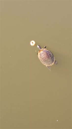 painted turtle #funnyturtle #turtle #paintedturtle