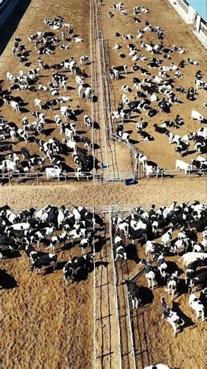 Building A Large Steel Cattle Barn | Complete Farm Construction Process