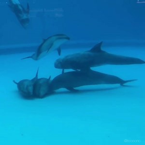 26K views · 1.8K reactions | Dolphins in captivity can sometimes be...
