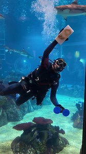 12K views · 202 reactions | Dive into adventure and support our mission by becoming a Volunteer Diver at the Toledo Zoo! 錄   Join our dedicated team and engage with visitors while providing underwater support for the Aquarium. Applicants must be 18 years or older and meet the SCUBA certifications and dive time requirements. Learn more and apply at https://www.toledozoo.org/volunteer | The Toledo Zoo | Facebook