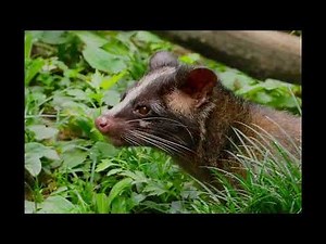 梶原吉広プレゼンツ「ハクビシン」