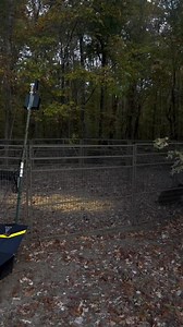 465K views · 4.6K reactions | Think feral hogs can’t produce much...