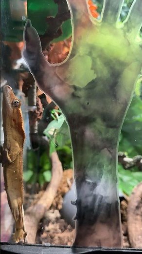 Crested Gecko’s Halloween Celebration🦎🎃#geckos #crestedgecko #gekon #gecko #reptiles