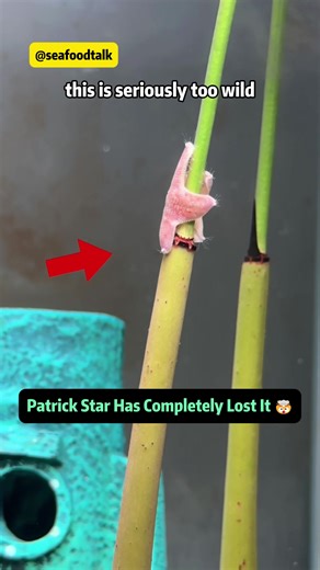 Patrick Star Has Completely Lost It 🤯🦑 Childhood RUINED This might be the most unhinged thing I've seen all year. One moment it's nostalgia, the next moment Patrick Star is pole dancing, attacking coworkers, and destroying Bikini Bottom. What started as a harmless discovery turned into pure chaos. First, Patrick suddenly shows off pole dancing skills no one asked for. Then things escalate - Squidward gets ambushed, ink everywhere, barely surviving with his body intact. Mr. Krabs? Not so lucky.