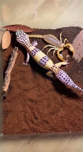 Leopard Gecko and Scorpion Face-Off in Terrarium