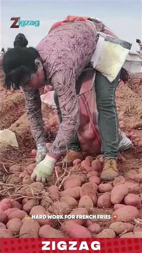 Genius Farming Tools for Potato Collecting Quickly