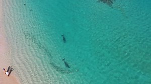 30K views · 902 reactions | Dolphin almost beaches itself while feeding, and something has been stealing the Turtle eggs. What an amazing start to this camping trip... We filmed 3 Episode out here, you can watch them all on the B2B Channel | Back 2 Basics Adventures | Facebook