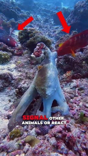 That Octopus Isn’t Having a Mood Swing #octopus #animals #animalbehavior