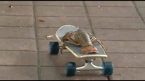 4.2K views · 51 reactions | where did you go -normin | Cheese Memes | Facebook