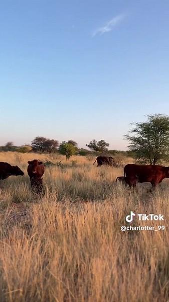 First Time Moms During Calving Season on Bonsmara Farms
