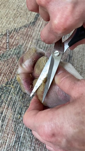 Dogs on TikTok: A Peek into the World of Great Danes