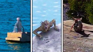 4.4M views · 84K reactions | Mysterious Mermaid Encounters Caught On Tape | Most Amazing Top 10 | Facebook