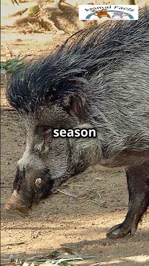 Visayan Warty Pig: The Rare Treasure of the Philippines!