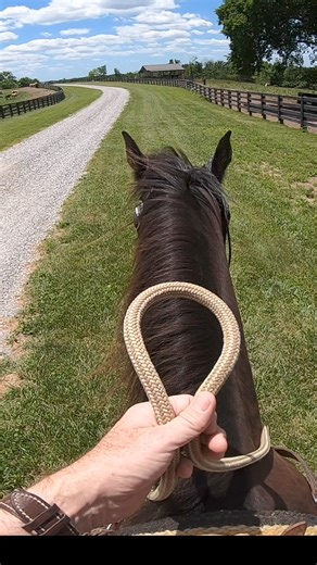 6.6K views · 190 reactions | Start Of A Nice Ride With My Horse “ Rain” | Ed's Walking Horses | Facebook