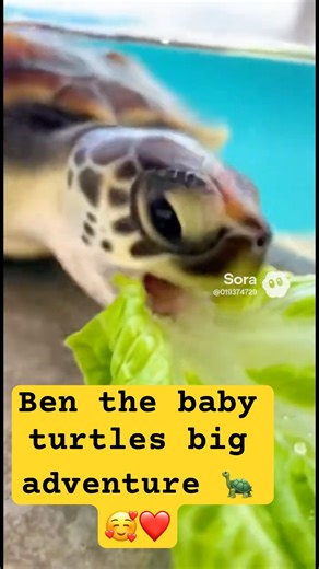 Ben the Baby Turtle’s Journey From Hatchling to Swimmer Is Too Cute ❤️🐢 | Adorable Growth!