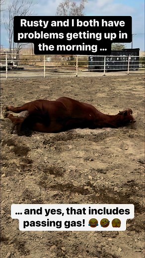 Getting going in the morning can be a real chore, for me and Rusty both! #horsesofinstagram #horses | Craig Morley