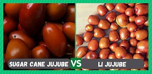 Sugar Cane Jujube vs Li Jujube - How Different Are They? - Farmer Grows