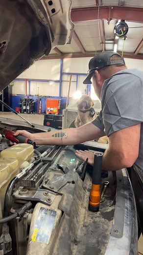 Can't expect a one-eyed pug to be much help | Genuine Automotive & Diesel