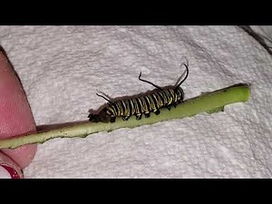 Anal Prolapse in Monarch caterpillar