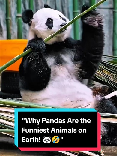 Why Pandas Are the Funniest Animals on Earth