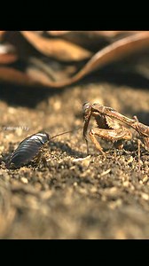 16 reactions | Mantis vs Cockroach #wildlife #insect #nature | Animals Z | Facebook