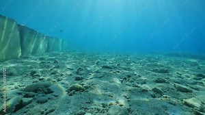 sea breem fish underwater school of fish together relaxing ocean scenery mediterranean sea