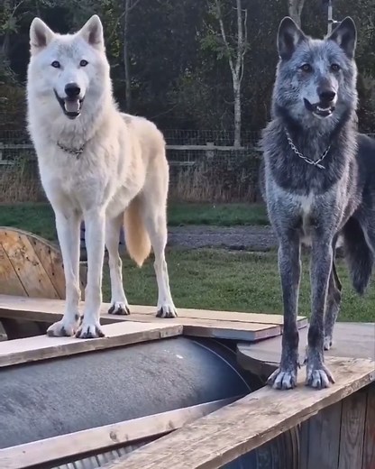 8.2K views · 283 reactions | #wolfdogcommunity #cute #instawolf #w #wolfs #wolflove #werewolf #lovewolves #animal #worldofwolves #instagram #wild #lupo #e #k #instagood #furryart #realwolfdog #wolfdrawing #loup #doglover #wolfcommunity #instadog #wolfy #illustration #wolfgang #whitewolf #artwork #czechoslovakianwolfdog #wolfspirit | Wolf Lover | Facebook